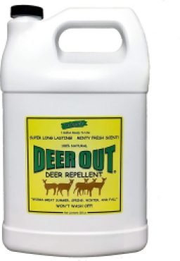 Deer Out